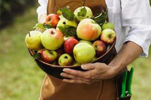 Гречнево-яблочная диета