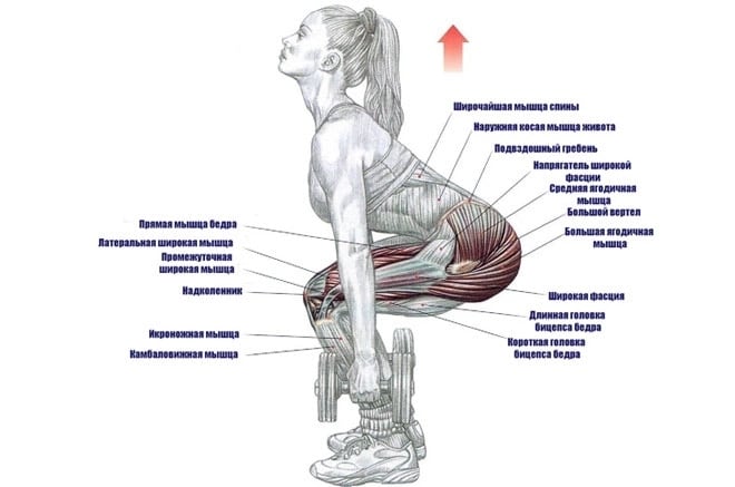 Приседания с гантелями: работающие мышцы