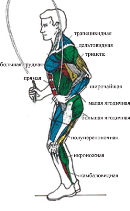 Какие мышцы работают во время прыжков на скакалке