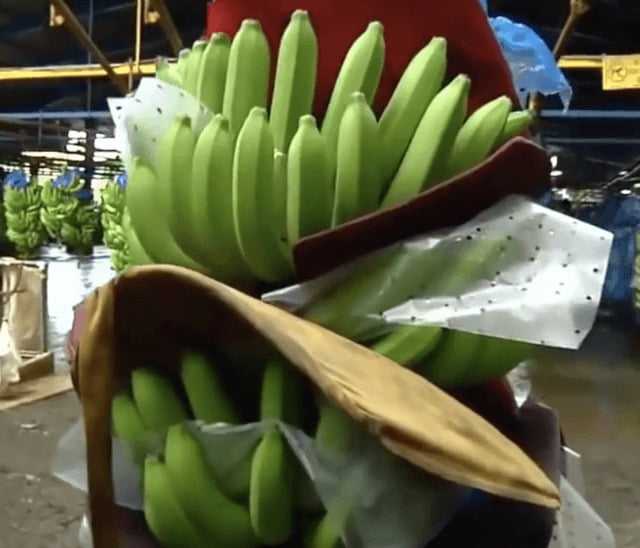зеленые бананы, полезнее и калорийнее