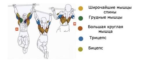Мышцы в работе при подтягивании