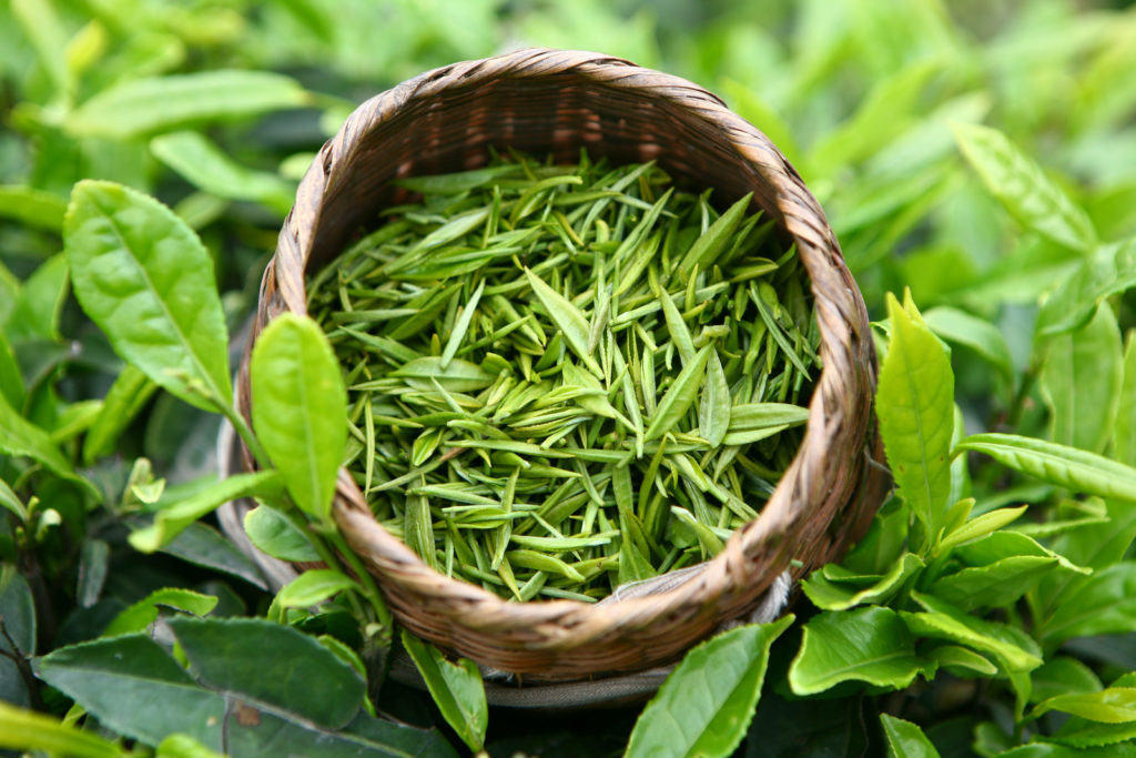 Как правильно заваривать в заварнике и пить зеленый листовой чай