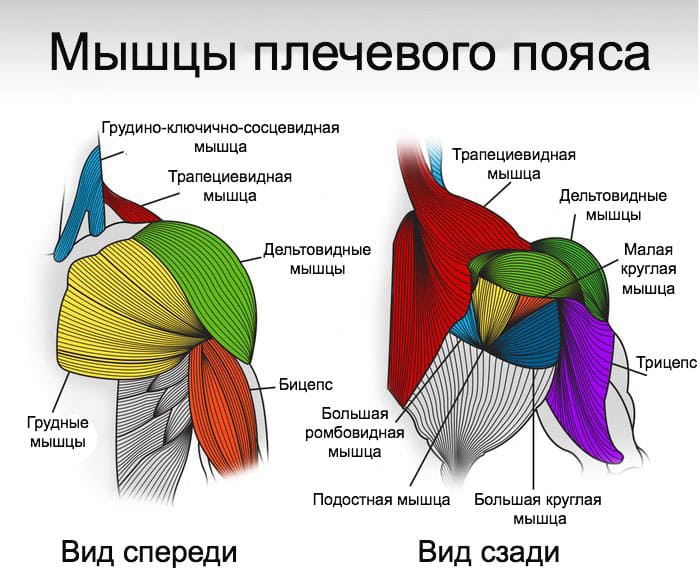 Мышцы плечевого пояса